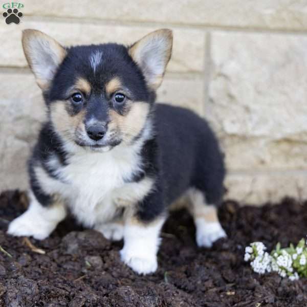 Aaron, Pembroke Welsh Corgi Puppy